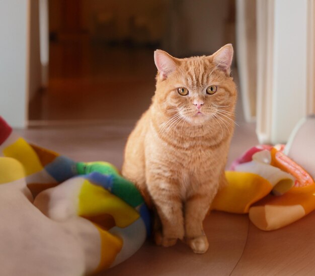 Fotografía de primer plano de gatito jengibre en calabazas naranjasOrientación vertical