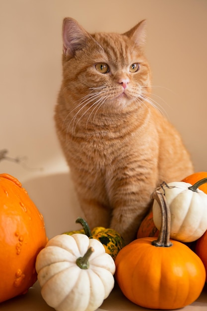 Fotografía de primer plano de gatito jengibre sentado en calabazas naranjas