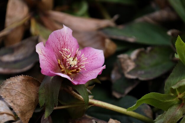 Foto fotografía en primer plano de helleborus orientalis, la rosa de la cuaresma