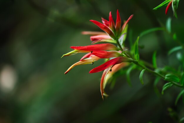 Fotografía en primer plano de una hermosa flor de pincel de los indios de Wyoming que florece en un bosque