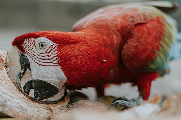 Foto fotografía primer plano de hermosas guacamayas coloridas