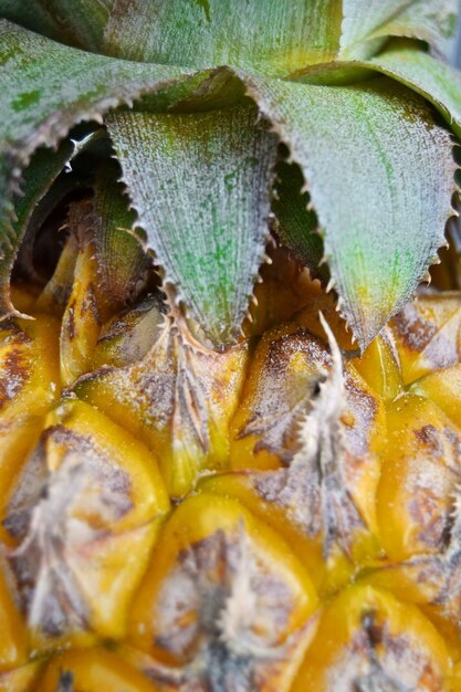 Foto fotografía en primer plano de las hojas y el cuerpo de la piña