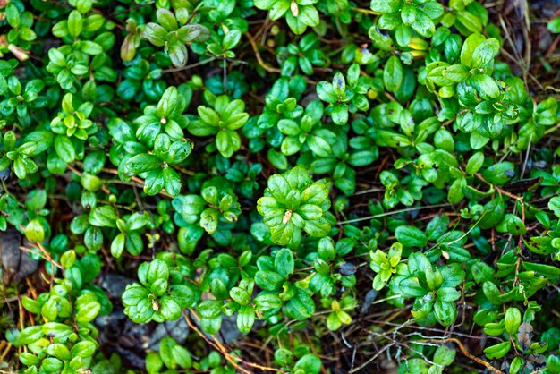 Fotografía en primer plano de hojas verdes vibrantes que forman una densa maleza en el bosque capturando a los ricos