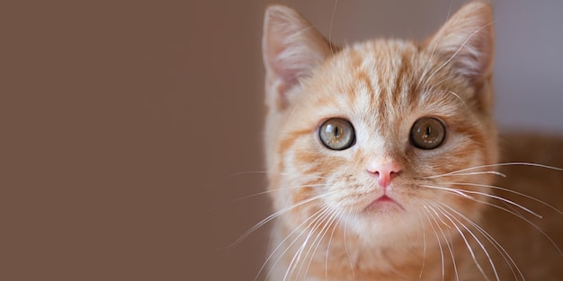 Fotografía de primer plano del lindo gato jengibre con ojos verdes Orientación horizontalbanner grande
