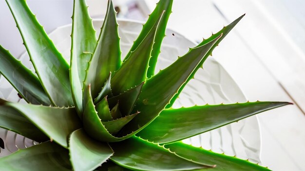 Fotografía en primer plano de una planta de aloe vera verde en un blanco