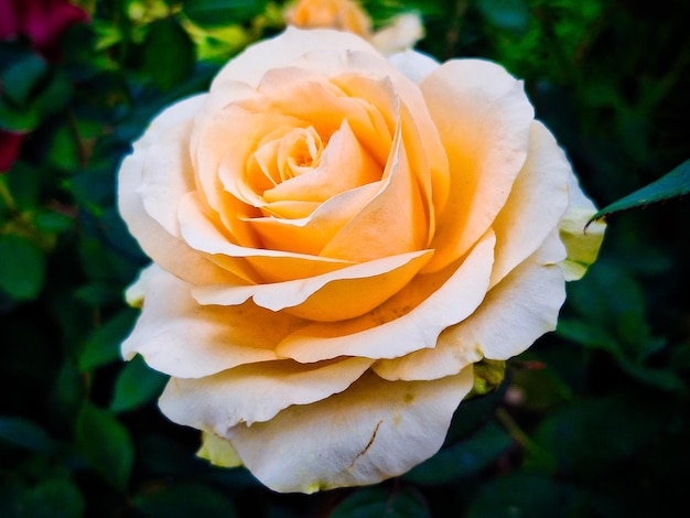 Fotografía en primer plano de una rosa amarilla