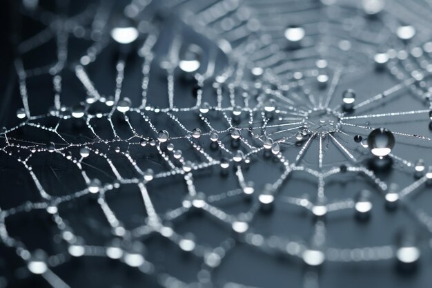 Foto fotografía en primer plano de una telaraña cubierta de rocío