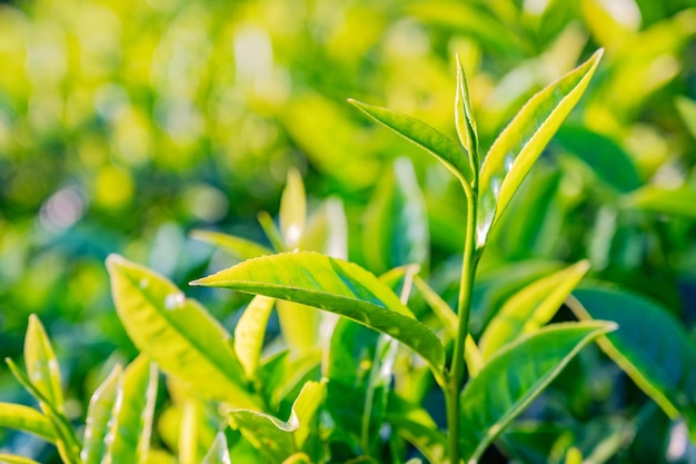 Foto fotografía de primer plano de tiernos brotes y hojas de té fresco