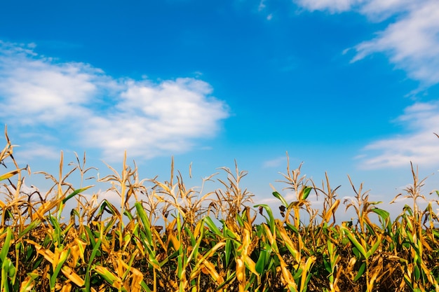 Fotografía realista de campo de maíz con paisaje de cielo azul claro