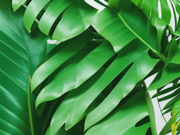 Fotografía realista de hojas verdes tropicales de fondo monstruoso