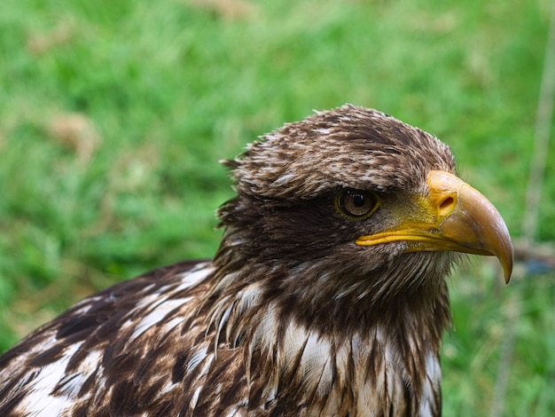Fotografía de retrato de águila real de la cabeza Plumaje blanco marrón