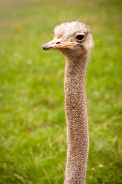 Fotografía de retrato de avestruz en libertad. Struthio camelus en el parque natural de Cabarceno en Cantabria