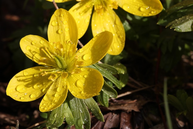 Fotografía selectiva de las flores de Eranthis en flor con gotas de lluvia en ellas