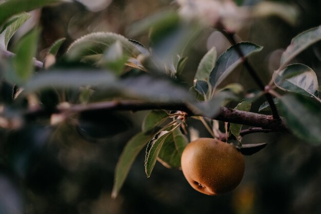 Fotografía selectiva de una manzana madura en una rama de un árbol