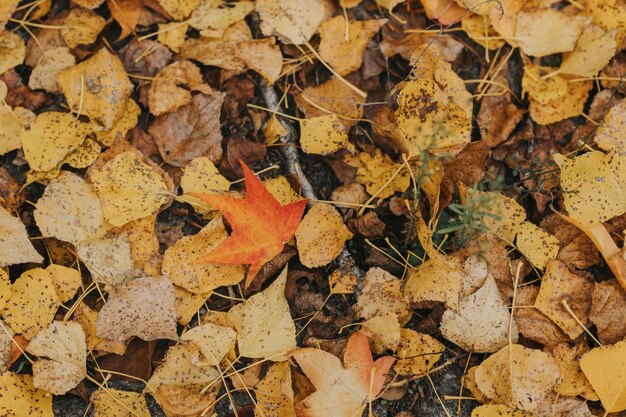 Fotografia seletiva de folhas de outono
