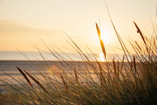Fotografia seletiva de grama na praia contra o pôr-do-sol cênico