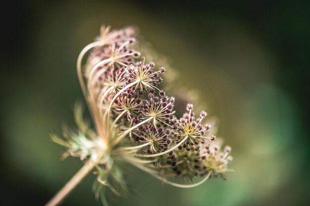 Foto fotografia seletiva de uma cenoura selvagem daucus carota no jardim