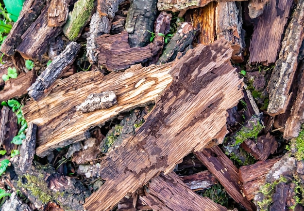 Fotografía sobre el gran muro temático de troncos de roble apilados en grietas