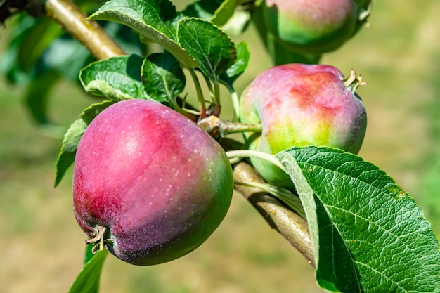 Fotografia sobre o tema bela árvore de maçã com folhas naturais sob céu limpo foto composta de árvore de maçã com ramo de fruta ao ar livre na zona rural floral árvore de maçã com ramo de fruta em grande jardim