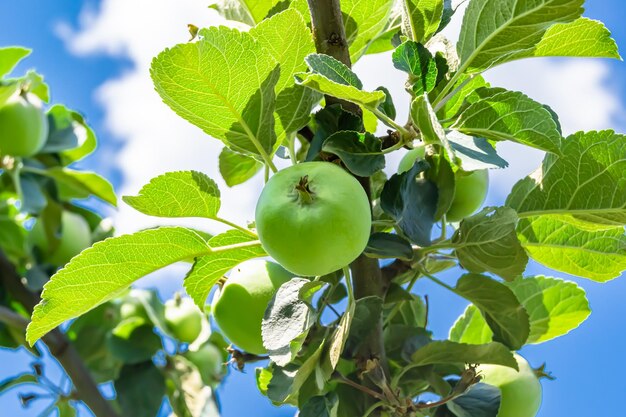 Fotografia sobre o tema bela árvore de maçã de galho de fruto com folhas naturais sob o céu limpo foto que consiste em árvore de Maçã de ramo de fruto ao ar livre em áreas rurais galho de mação de fruto floral em grande jardim
