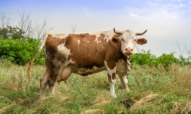 Fotografia sobre o tema bela grande vaca leiteira pastando em prado verde sob céu azul Foto composta de vaca leiteira com cauda longa comer palha no prado vaca leiteira em prado de grama para um líquido branco saboroso