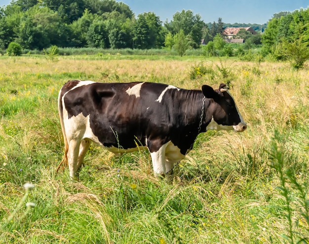 Fotografia sobre o tema bela grande vaca leiteira