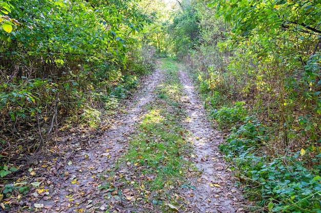 Fotografia sobre o tema bela trilha na floresta de folhagem selvagem