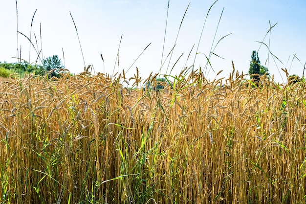 Fotografia sobre o tema grande campo de fazenda de trigo para colheita orgânica foto consistindo em grande campo de fazenda de trigo para colheita no fundo do céu campo de fazenda de trigo para colheita nesta natureza natural temporada de outono