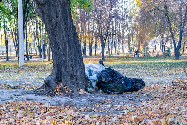 Fotografía sobre el tema bolsas de hojas en el bosque en el fondo foto natural de la naturaleza que consiste en grandes bolsas de hojas en el bosque entre árboles altos grandes bolsas de hojas en el bosque para un ambiente limpio