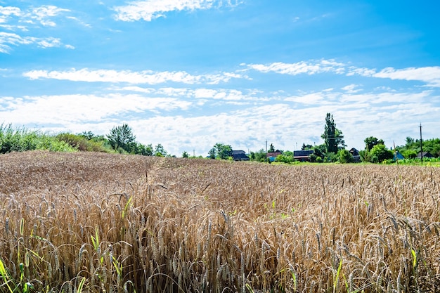 Fotografía sobre el tema gran campo de cultivo de trigo para la foto de cosecha orgánica que consiste en un gran campo de cultivo de trigo para la cosecha en el fondo del cielo campo de cultivo de trigo para la cosecha esta naturaleza natural temporada de otoño