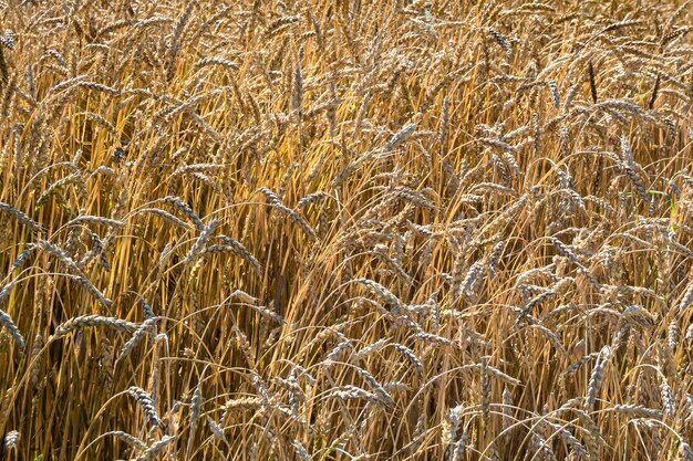 Fotografía sobre el tema gran campo de cultivo de trigo para la foto de cosecha orgánica que consiste en un gran campo de cultivo de trigo para la cosecha en el fondo del cielo campo de cultivo de trigo para la cosecha esta naturaleza natural temporada de otoño