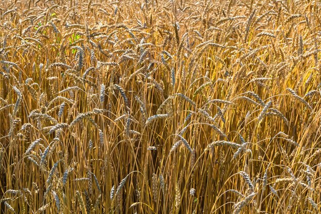 Fotografía sobre el tema gran campo de grano para la cosecha orgánica foto que consiste en un gran campo de granos para la recolección en el fondo del cielo campo de granos para la recolecta esta naturaleza natural temporada de otoño