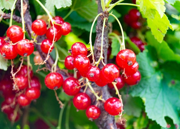 Fotografía sobre el tema hermosa baya de arbusto grosella roja con hoja natural bajo un cielo limpio foto que consiste en baya de arbustos grosella rojo al aire libre en el campo bosquilla grosella rojas grosellas en el gran jardín de la granja de la naturaleza