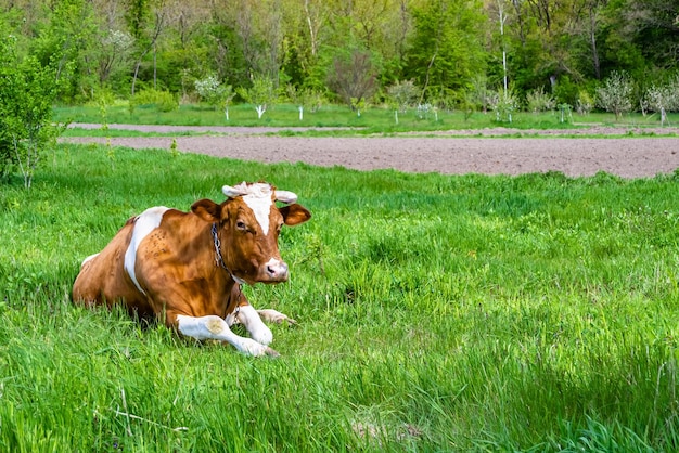 Foto fotografía sobre el tema hermosa gran vaca lechera pastando en el prado verde bajo el cielo azul