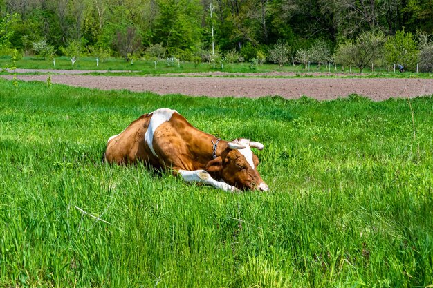 Fotografía sobre el tema hermosa gran vaca lechera pastando en el prado verde bajo el cielo azul