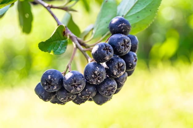 Fotografía sobre el tema hermosa rama de bayas arbusto de aronia con hojas naturales bajo un cielo limpio foto compuesta por rama de bayos arbusto de arronia al aire libre en el campo floral rama de bayes arbusto de Aronia en el jardín