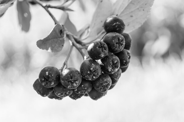 Fotografía sobre el tema hermosa rama de bayas arbusto de aronia con hojas naturales bajo un cielo limpio foto que consiste en rama de bayas arbusto de aronia al aire libre en el campo floral rama de bayas arbusto de aronia en el jardín