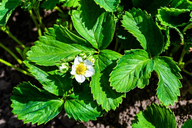 Fotografía sobre el tema hermosa rama de bayas arbusto de fresa con hojas naturales