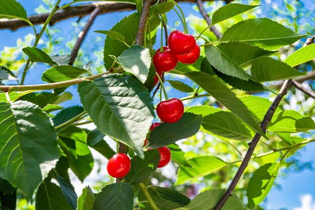 Fotografía sobre el tema de la hermosa rama frutal del cerezo