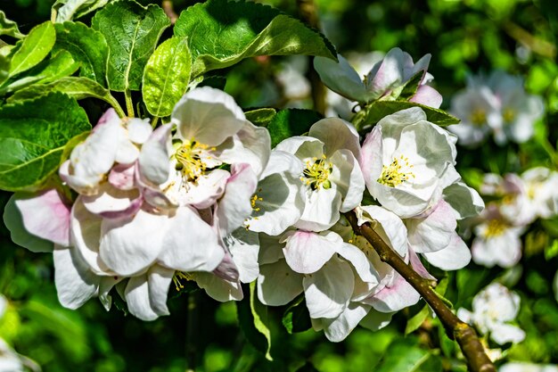 Fotografía sobre el tema hermoso árbol de manzanas con hojas naturales bajo un cielo limpio