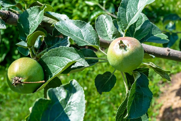 Fotografía sobre el tema hermoso árbol de manzanas con ramas frutales con hojas naturales bajo un cielo limpio foto que consiste en una rama de manzanas al aire libre en el campo floral rama de mazás frutales en un gran jardín