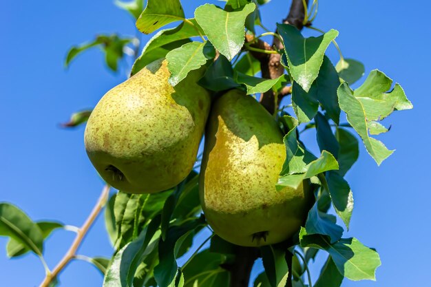 Fotografía sobre el tema hermoso árbol de peras con ramas de frutas con hojas naturales bajo un cielo limpio foto que consiste en ramas de fruta de peras al aire libre en el campo ramas de flores de frutas de peras en un gran jardín