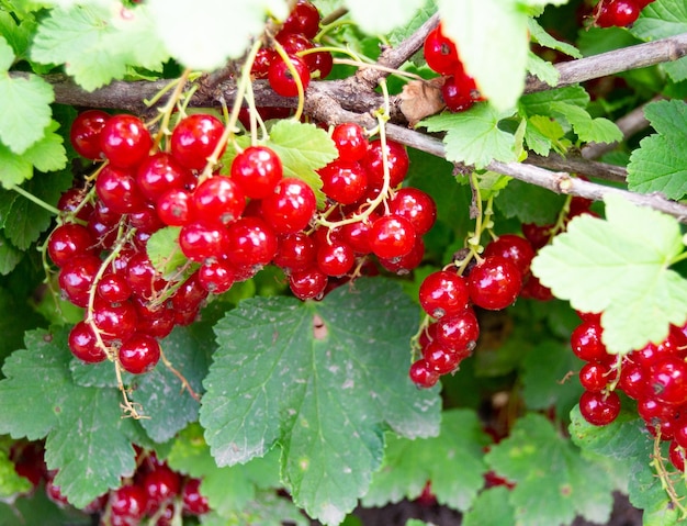 Fotografía sobre el tema hermoso bush berry grosella roja