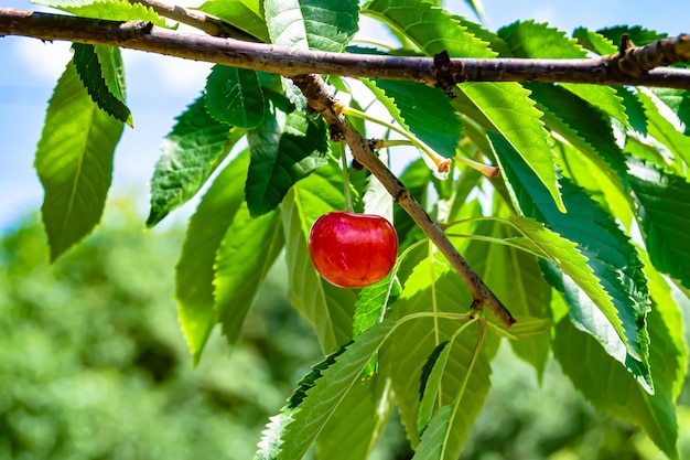 Fotografía sobre el tema hermoso cerezo de rama de fruta con hojas naturales bajo un cielo limpio foto que consiste en cerezo de rama de fruta al aire libre en el cerezo de rama de fruta floral rural en el jardín