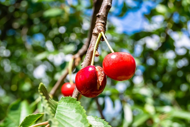 Fotografía sobre el tema hermoso cerezo de rama de fruta con hojas naturales bajo un cielo limpio foto que consiste en cerezo de rama de fruta al aire libre en el cerezo de rama de fruta floral rural en el jardín