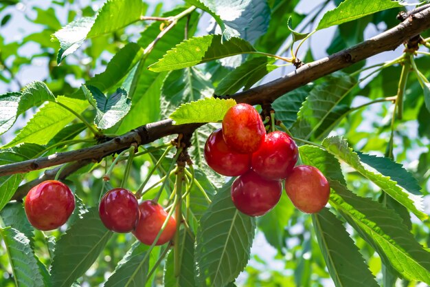 Fotografía sobre el tema hermoso cerezo de rama de fruta con hojas naturales bajo un cielo limpio foto que consiste en un cerezo de rama de fruta al aire libre en un cerezo de rama de fruta floral rural en el jardín