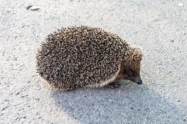 Fotografía sobre el tema hermoso pequeño erizo espinoso entra en el denso bosque salvaje