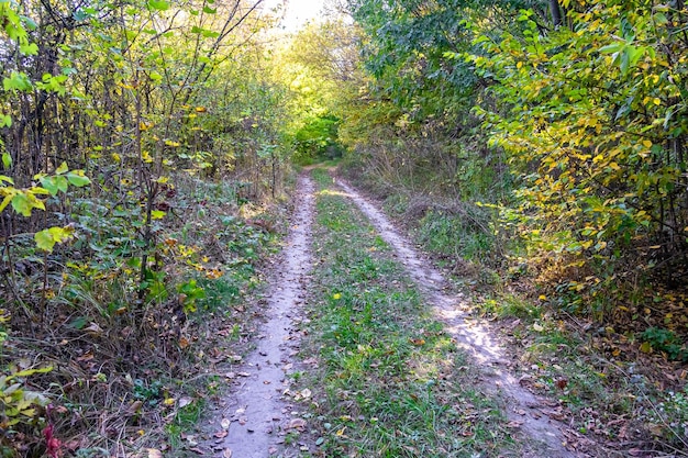 Fotografía sobre el tema hermoso sendero en el bosque de follaje salvaje foto que consiste en un sendero rural al bosque de follaje salvaje sin gente sendero en el bosque de follaje salvaje esto es naturaleza natural