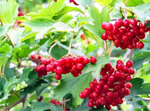 Fotografía sobre el tema hermoso viburnum de bayas agrias con textura natural bajo una foto de cielo limpio que consiste en muchos viburnum de bayas agrias al aire libre en viburnum de bayas agrias florales rurales en un gran jardín natural