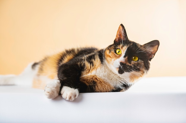 Fotografía de Stock gato estirado lateralmente con patas